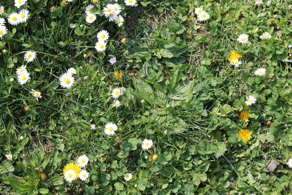 Campo Lampugnano Cechov